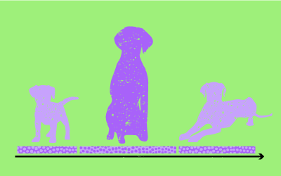 como adecuar el pienso al crecimiento del perro