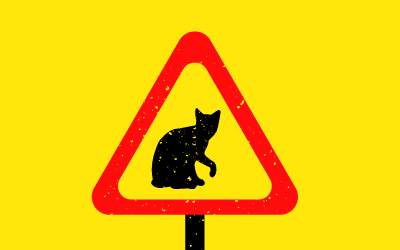 por que no debes dejar salir a tu gato