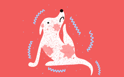 la alergia en los perros