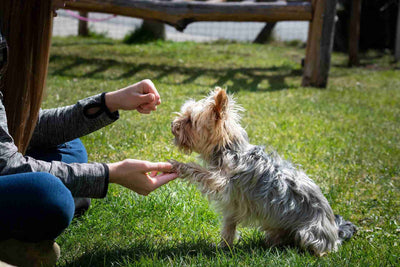 ¿Como adiestrar un perro? Primeros pasos para entrenar a tu perro