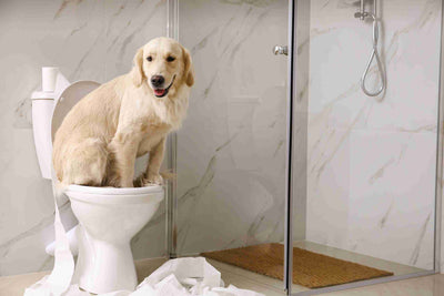 como evitar que mi perro se haga pis en casa