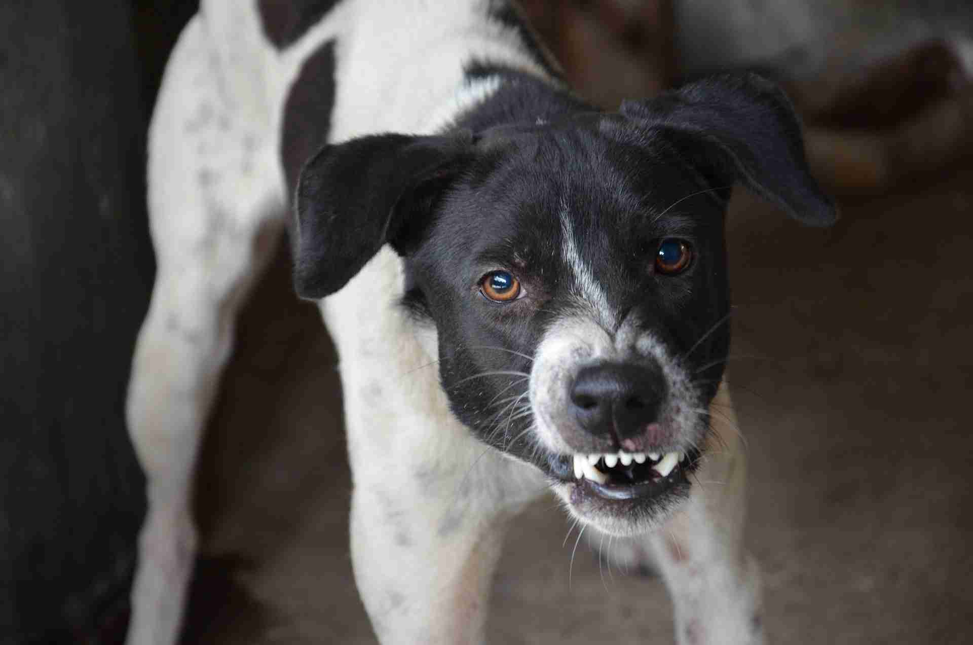perro estresado ladrando