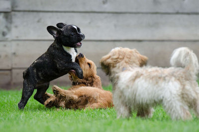 ¿Cuál es el mejor pienso para perros?