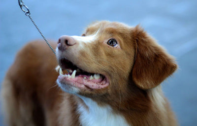collares de adiestramiento para perros