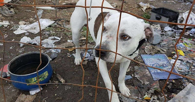 Proyecto Cañada: Protectora de Animales de la Comunidad de Madrid