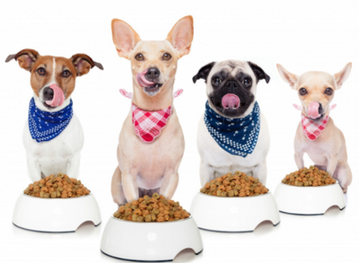 Alimentación para perros