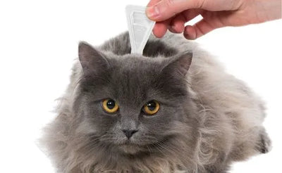 Antiparasitarios para gatos