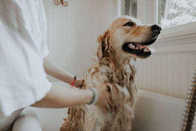 Cuidado e Higiene para perros