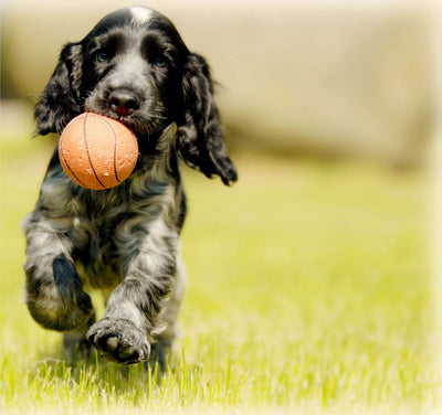 Juguetes para perros