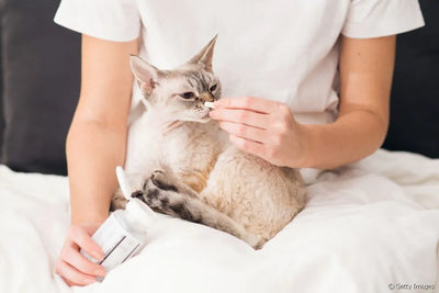 Nutracéuticos para gatos
