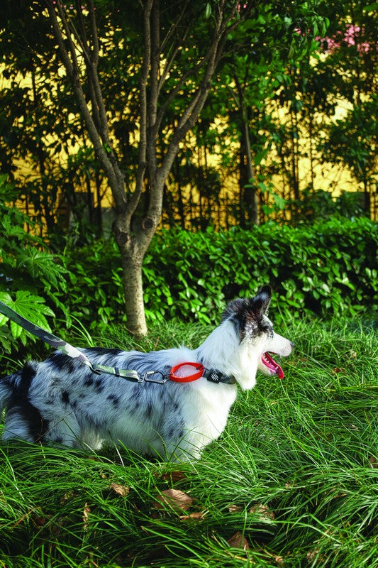 Wild Jungle Travel M-Pets Leash