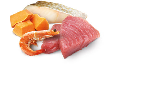 N&D Cat Ocean Tin Kitten