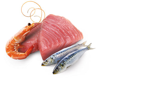 N&D Cat Ocean Canned Tuna and Sardine