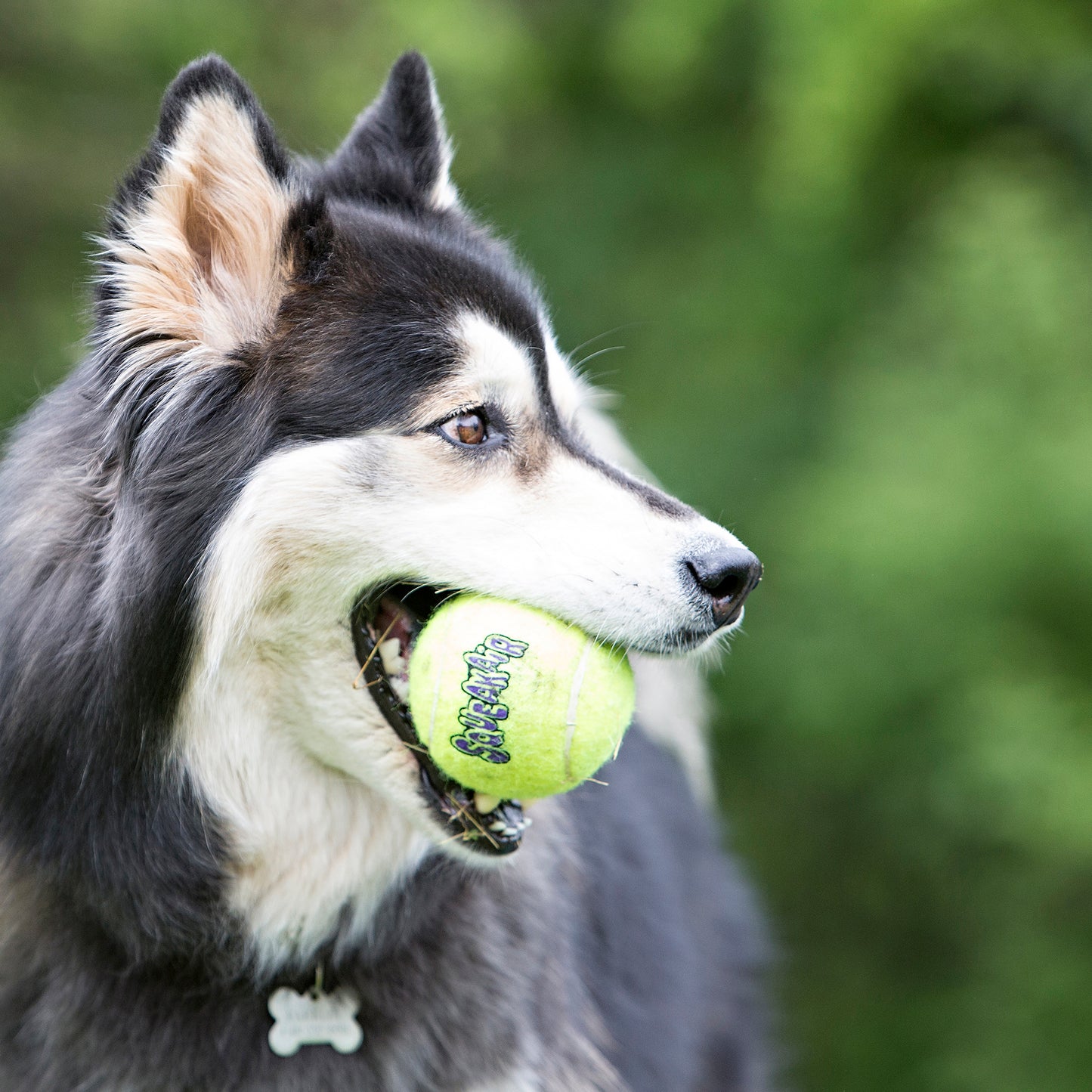 KONG Airdog Squeaker Ball