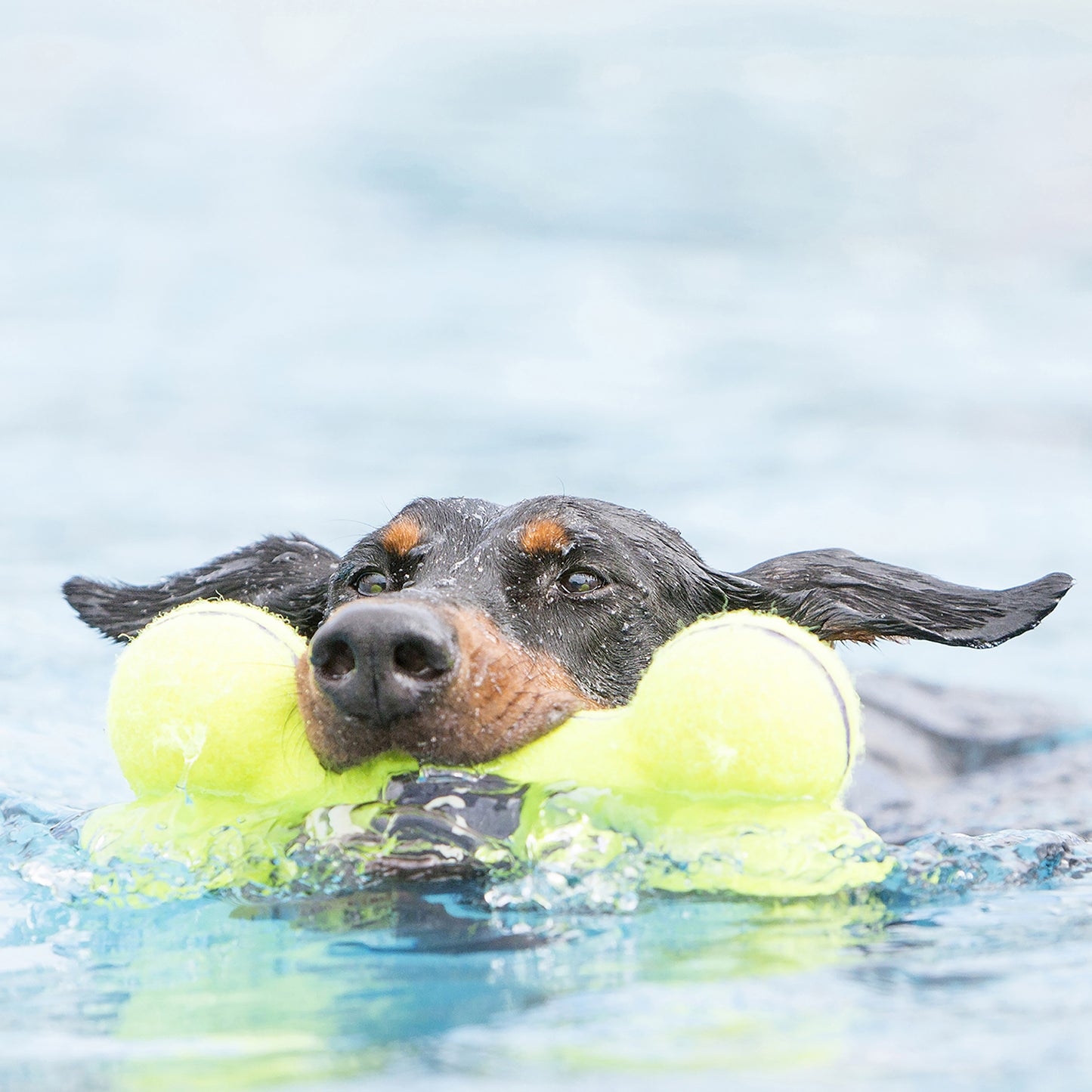 KONG Airdog Squeaker Bone