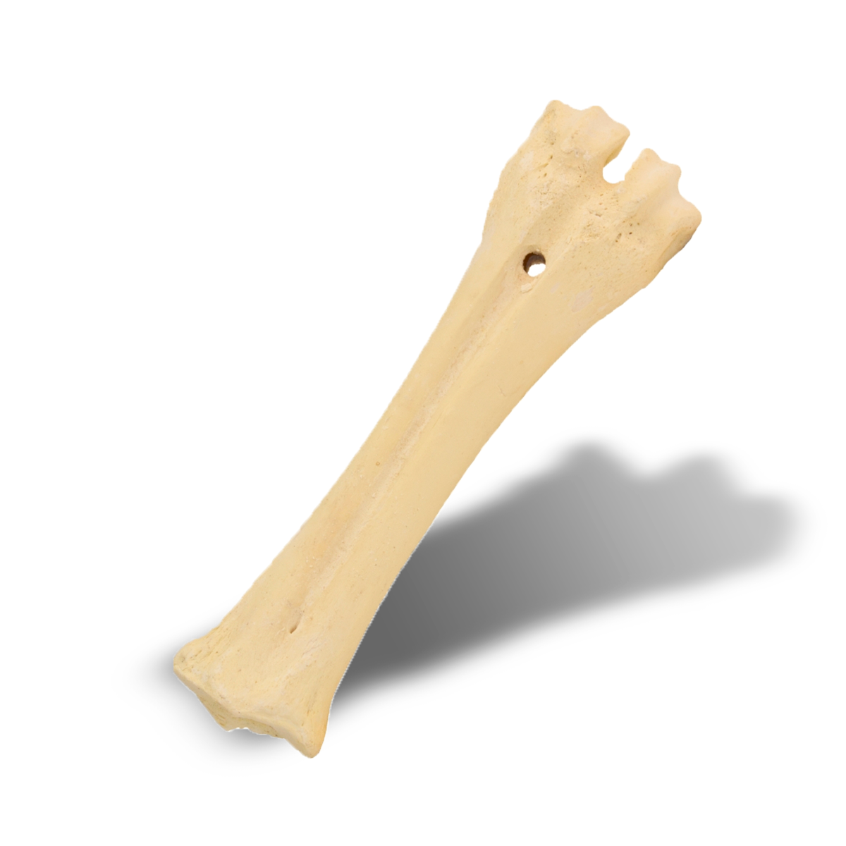 Hueso de calcio de vacuno