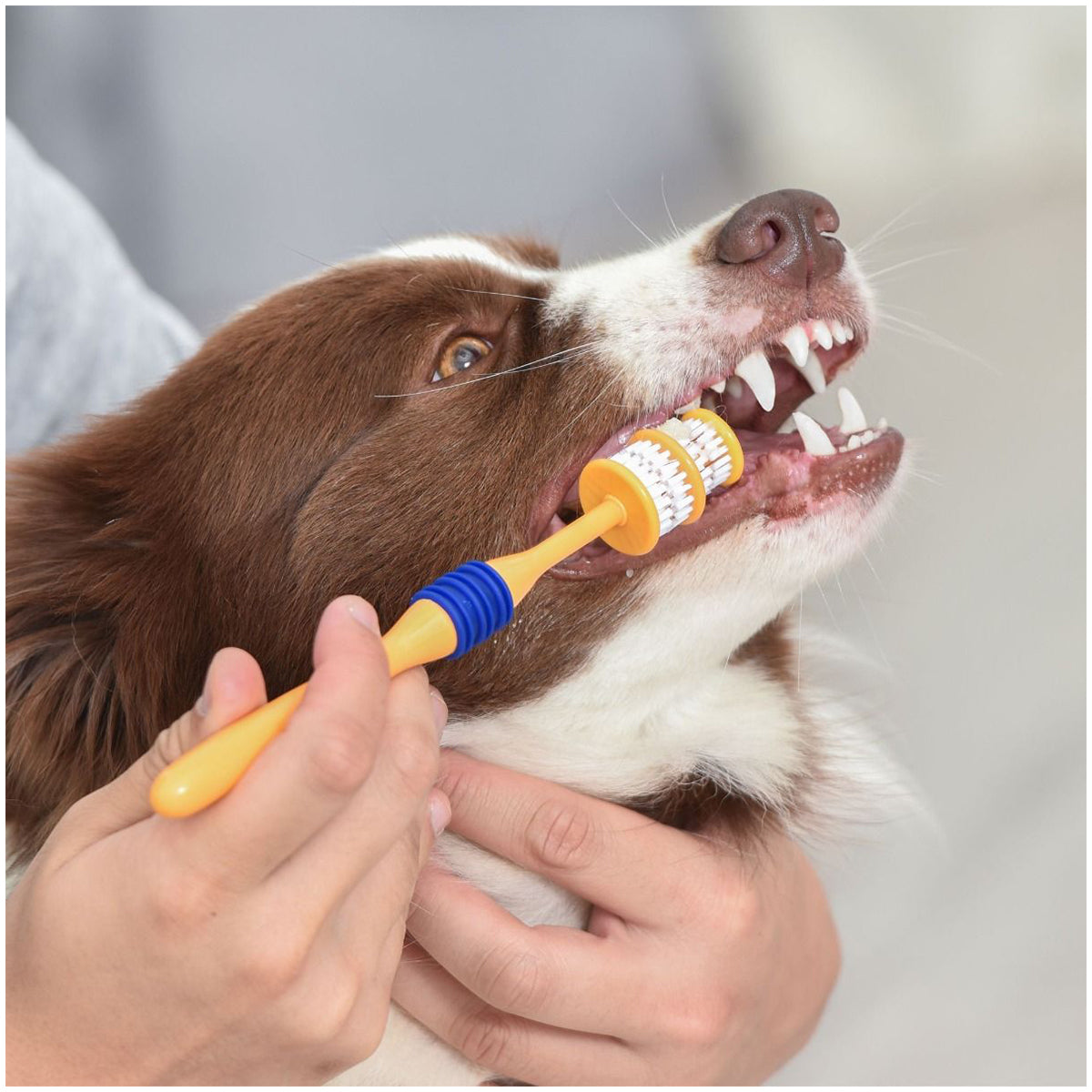 Arm&Hammer cepillo de dientes 360º para perros