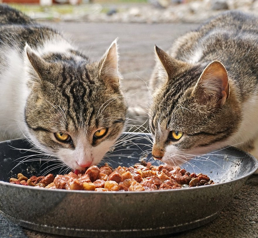 Ración de Pienso Solidaria (Adopta Madrid)